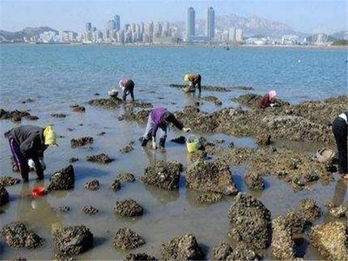 青岛哪里赶海收获大的地方
