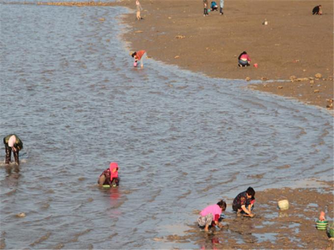 青岛哪里可以赶海自己捡海鲜
