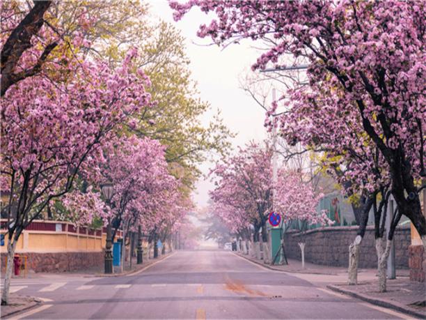 青岛荣成烟台威海蓬莱四日游
