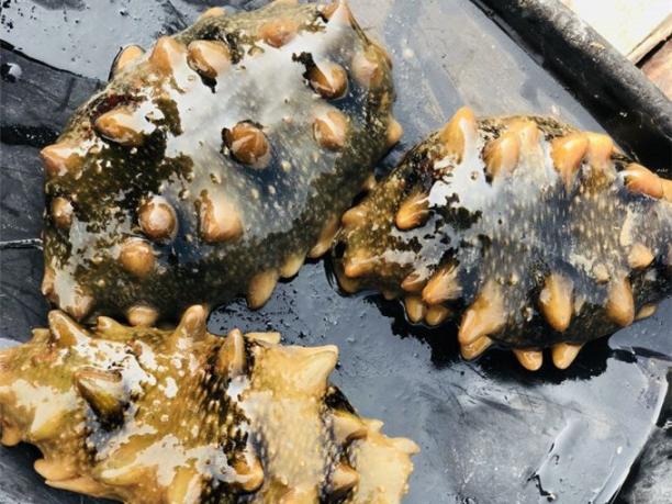 海参蘑菇炒菜怎么吃法