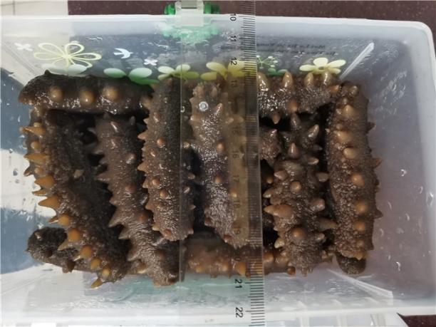 刺海参的功效与作用吃法保存