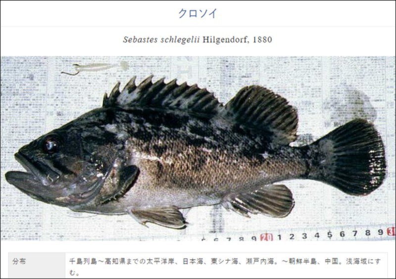 日本暂停在福岛水域销售一种海鱼：辐射超标13倍。
