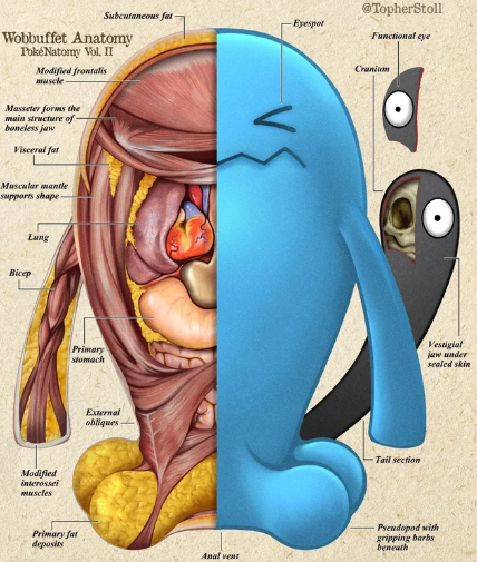 生物专家重新披露了鲍克蒙《解剖》真实版本的详细而严谨的描绘  第2张