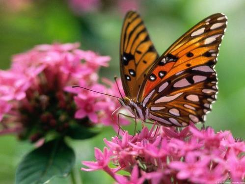 蝴蝶用身体哪个部位辨别食物味道