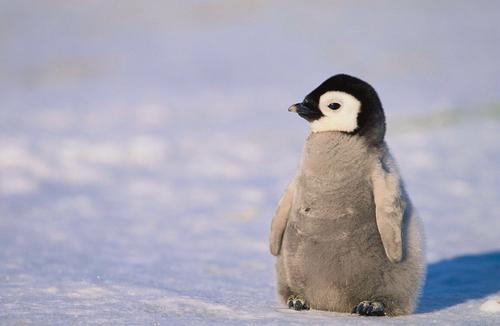 企鹅们行走时为什么经常排成一列纵队