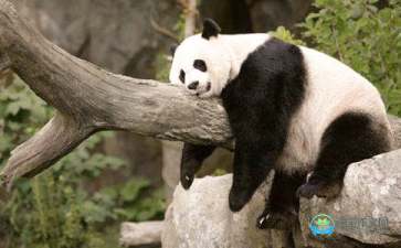 以下对大熊猫的描述正确的是