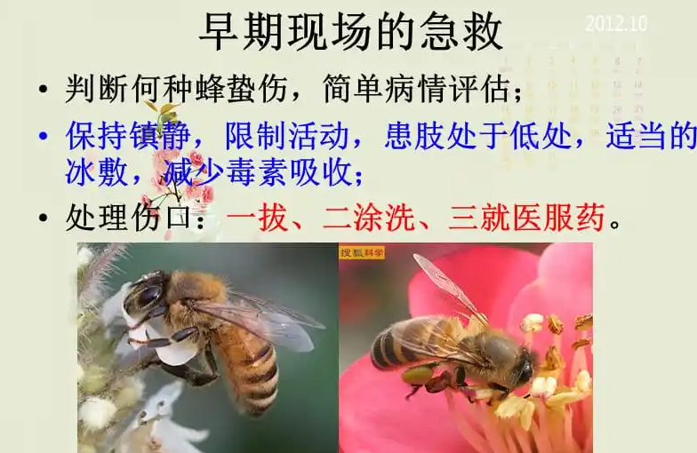 蚂蚁庄园10月19日：不小心被蜜蜂蜇伤怎么处理更有效