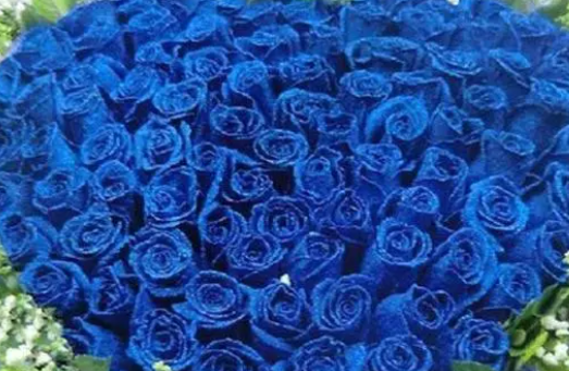 蚂蚁庄园3月11日：名为蓝色妖姬的蓝色玫瑰花通常来自