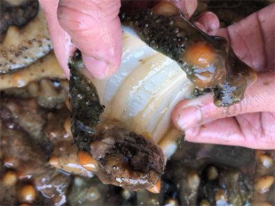 生海参的做法怎么吃最营养 生海参的做法怎么吃最营养视频
