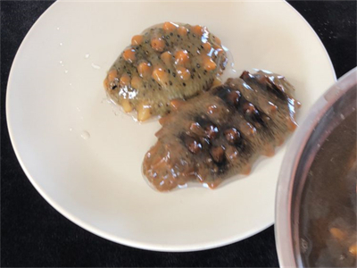 海参花的营养介绍，海参花的营养介绍图片