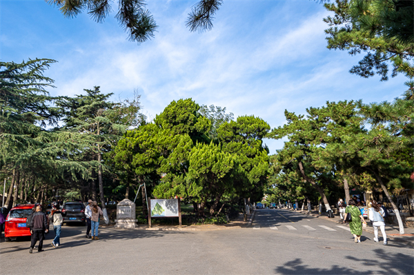 青岛四天纯玩团2025，青岛旅游团4日游价格